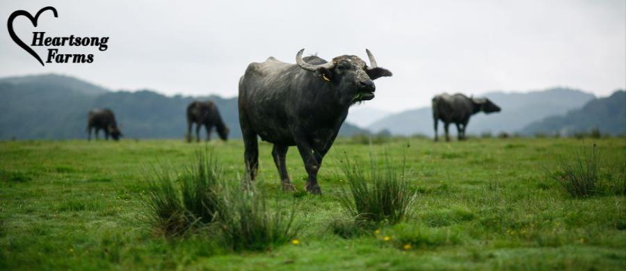 Heartsong Farms: A Return to Real Milk, Naturally